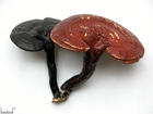 immortal mushroom