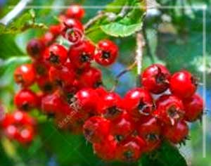 qigong hawthorn slice