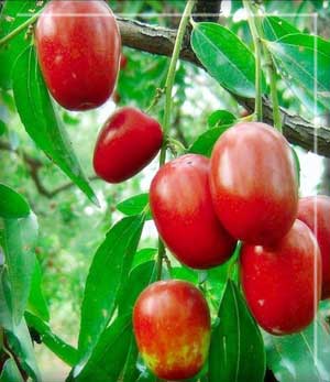qigong red date